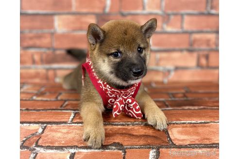 成約済の福岡県の豆柴-196579の3枚目