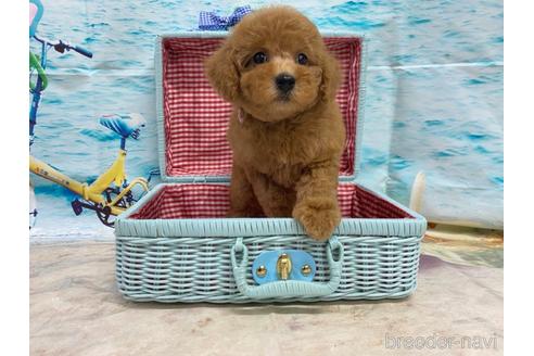 成約済の広島県のトイプードル-191047の5枚目