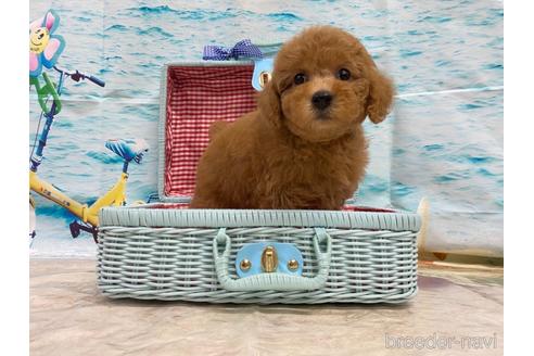 成約済の広島県のトイプードル-191047の2枚目