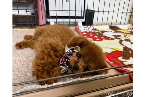 成約済の大阪府のティーカッププードル-189106の4枚目