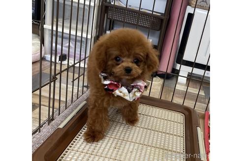 成約済の大阪府のティーカッププードル-189106の3枚目