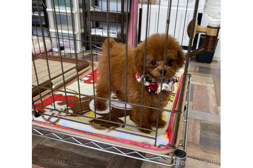 成約済の大阪府のティーカッププードル-189106の2枚目