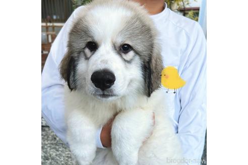 成約済の岡山県のグレートピレニーズ-184535の1枚目