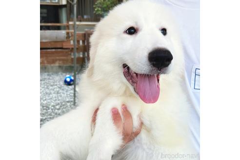 成約済の岡山県のグレートピレニーズ-184538の1枚目