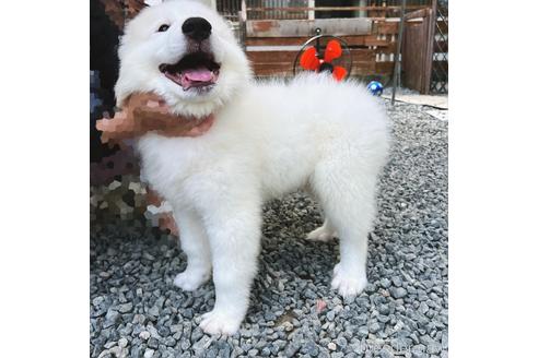 成約済の岡山県のグレートピレニーズ-184538の3枚目