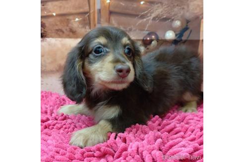 成約済の北海道のミニチュアダックスフンド(ロングヘアード)-191475の1枚目