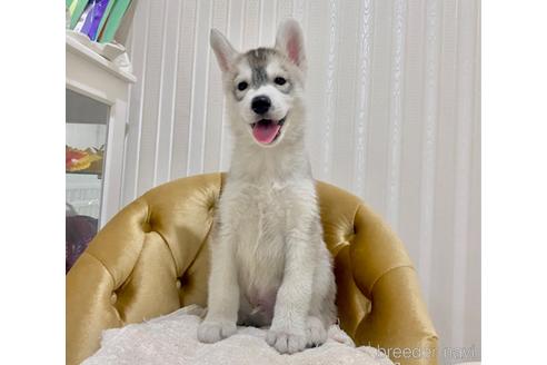 成約済の福岡県のシベリアンハスキー-190557の14枚目