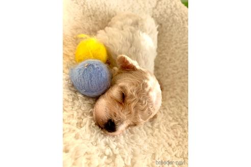 成約済の東京都のミックス犬-194278の53枚目