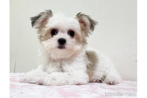 成約済の福岡県のチワマル:チワワ×マルチーズ-185000の4枚目