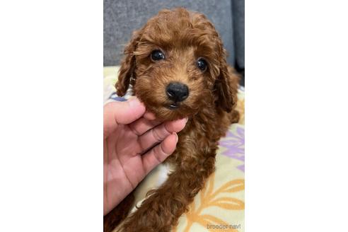成約済の埼玉県のトイプードル-187824の13枚目