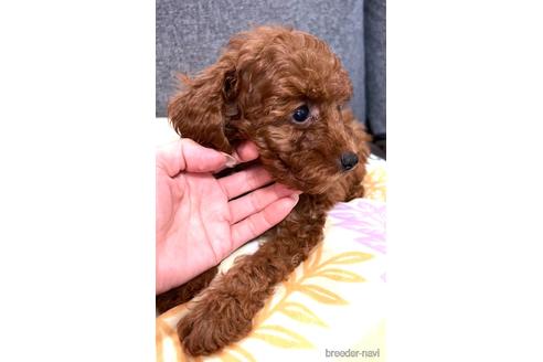 成約済の埼玉県のトイプードル-187824の11枚目
