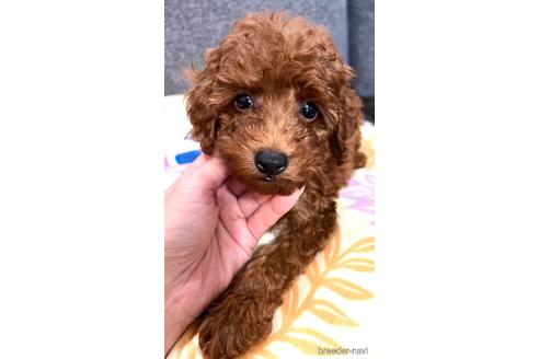 成約済の埼玉県のトイプードル-187824の9枚目