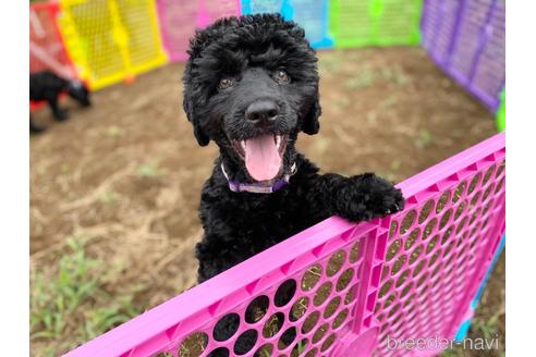 成約済の東京都のミックス犬-187324の12枚目