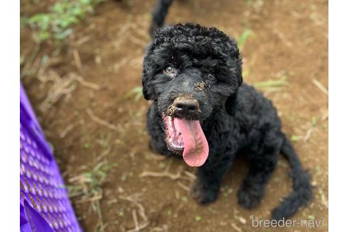 成約済の東京都のミックス犬-187324の9枚目