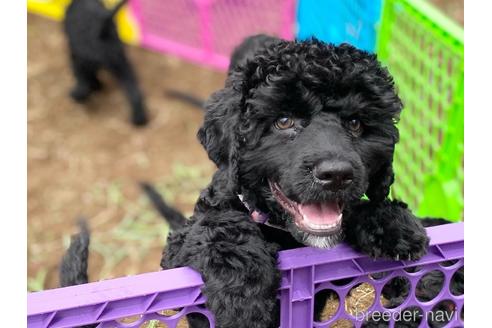 成約済の東京都のミックス犬-187324の10枚目