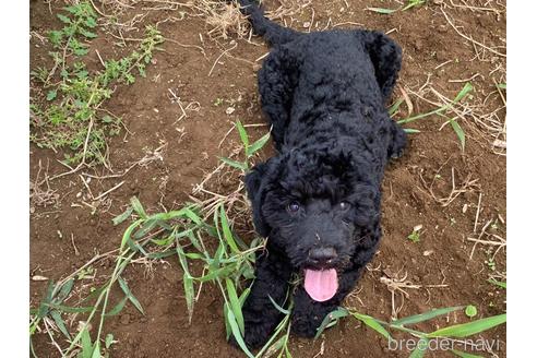 成約済の東京都のミックス犬-190366の13枚目