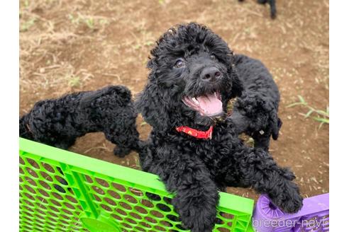 成約済の東京都のミックス犬-187325の8枚目