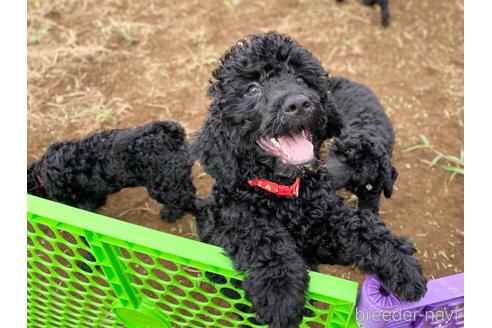 成約済の東京都のミックス犬-187325の7枚目