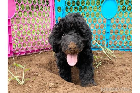 成約済の東京都のミックス犬-187325の7枚目