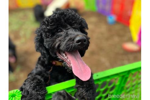 成約済の東京都のミックス犬-191368の2枚目