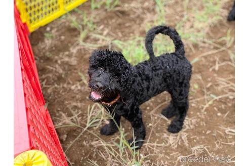 成約済の東京都のミックス犬-191368の1枚目