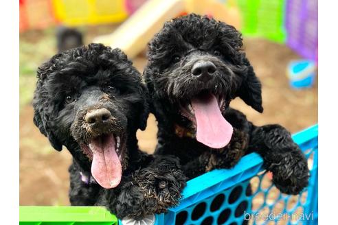 成約済の東京都のミックス犬-191368の3枚目