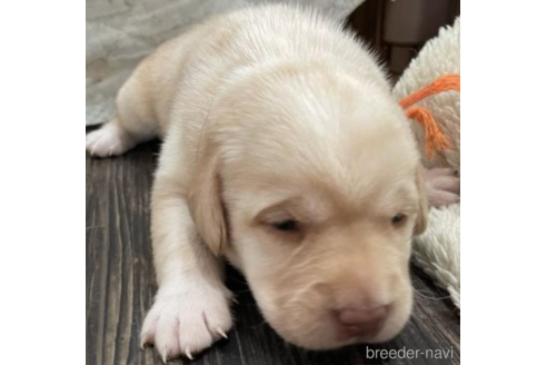 女の子のラブラドールレトリーバーの子犬を探す ブリーダーナビ