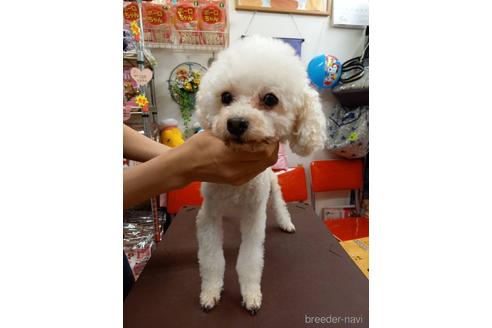 成約済の大阪府のタイニープードル-196810の1枚目