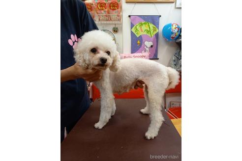 成約済の大阪府のタイニープードル-196810の2枚目