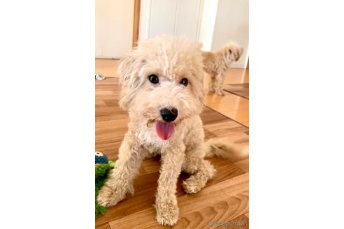 成約済の東京都のミックス犬-176789の6枚目