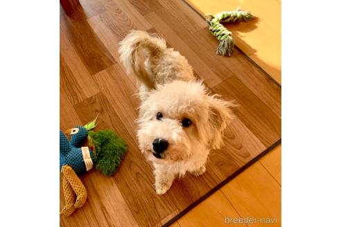 成約済の東京都のミックス犬-176789の5枚目
