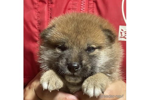 成約済の千葉県の柴犬-196819の1枚目