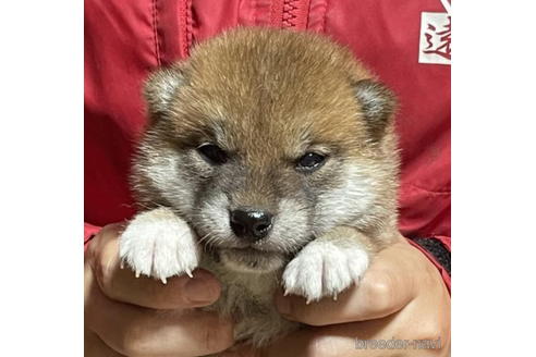 成約済の千葉県の柴犬-196822の1枚目