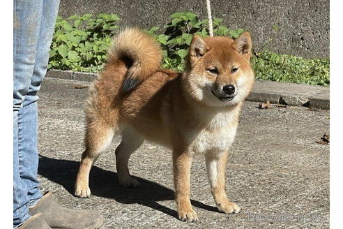 成約済の千葉県の柴犬-196823の3枚目