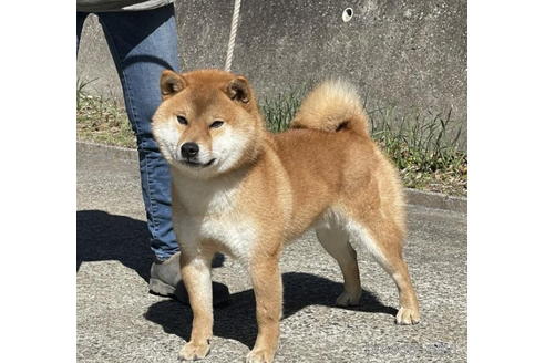 成約済の千葉県の柴犬-196823の4枚目