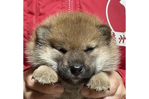 成約済の千葉県の柴犬-196827の1枚目