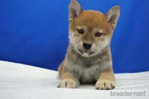 成約済の愛知県の柴犬-193260の6枚目