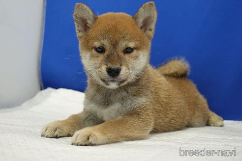 成約済の愛知県の柴犬-193260の5枚目