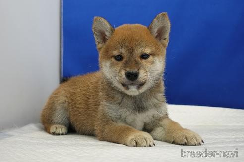 成約済の愛知県の柴犬-193260の4枚目