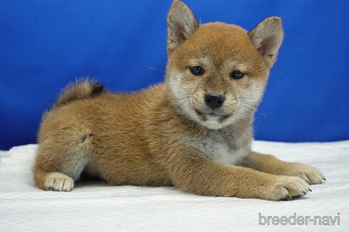 成約済の愛知県の柴犬-193260の3枚目