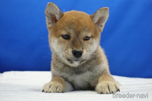 成約済の愛知県の柴犬-193260の2枚目