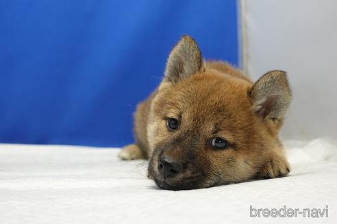 成約済の愛知県の柴犬-193261の5枚目