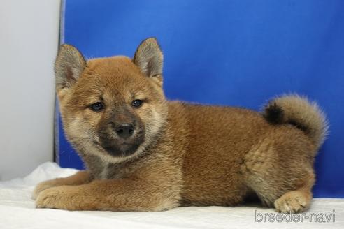 成約済の愛知県の柴犬-193261の4枚目