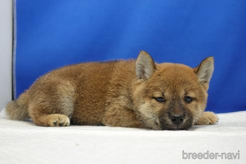 成約済の愛知県の柴犬-193261の3枚目