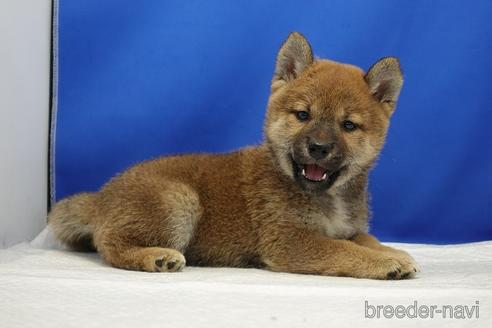 成約済の愛知県の柴犬-193261の2枚目