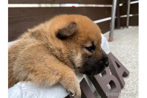 成約済の滋賀県の柴犬-198700の11枚目