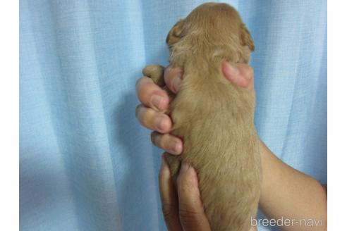 成約済の福岡県のミックス犬-196976の20枚目