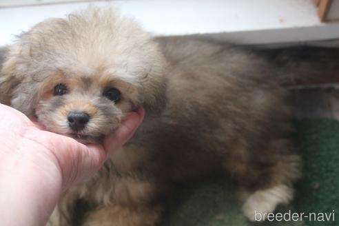 成約済の奈良県のトイプードル-194015の3枚目