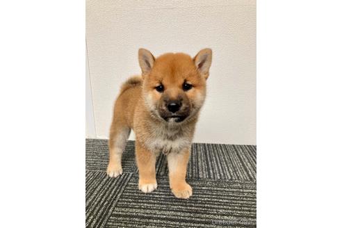 成約済の福井県の柴犬-195790の5枚目