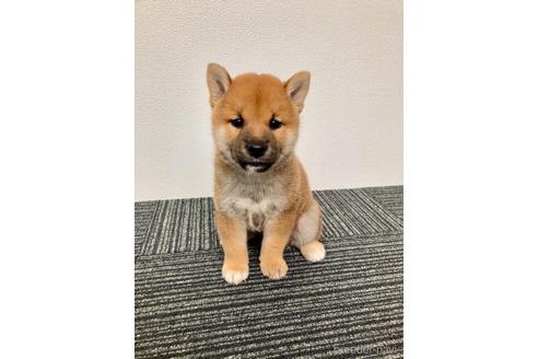成約済の福井県の柴犬-195790の3枚目